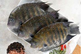 Fish - Kayal